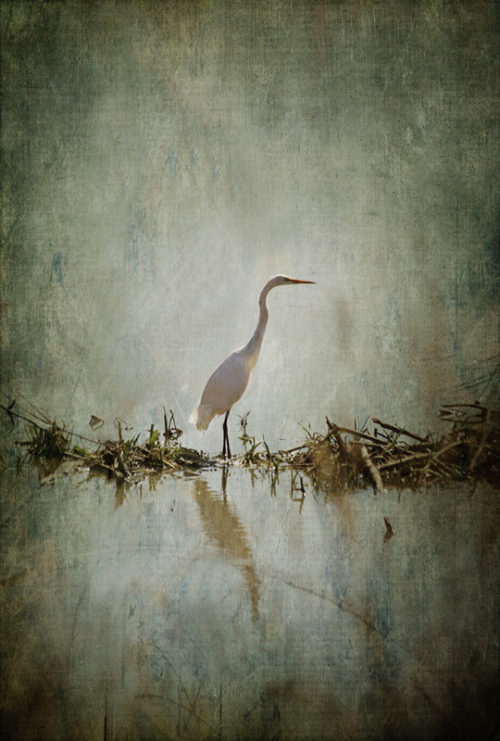 Affolter_White Egret