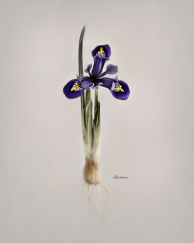 Affolter_Pacific Iris